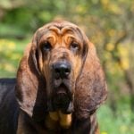 Bloodhound head portrait outdoors.
