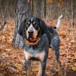 Bluetick Coonhound standing in the woods in the fall.