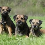Border Terrier laying next to two puppies.