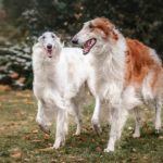 Borzoi running and playing in the yard.