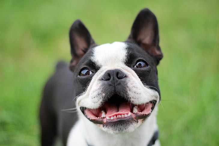7 Fun Facts About Boston Terriers – American Kennel Club