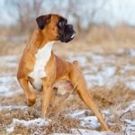 Boxer standing outdoors in the winter.