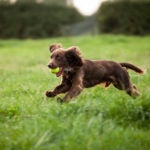Boykin Spaniel running through the grass with a ball.