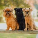 Brussels Griffons sitting on a bench side by side outdoors.