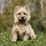 Cairn Terrier sitting in the grass.