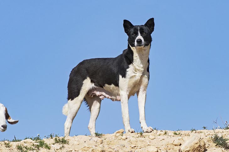 Canaan Dog outdoors in the desert with a goat.