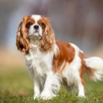 Cavalier King Charles Spaniel standing in the grass.