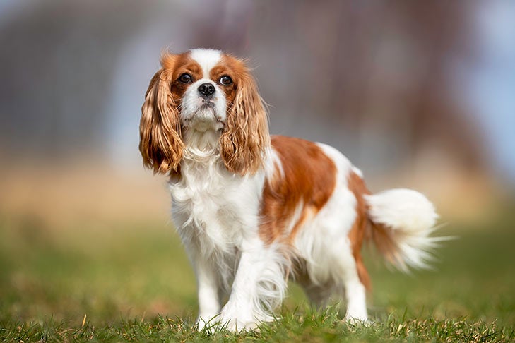 Cavalier King Charles Spaniel standing in the grass.