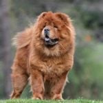 Chow Chow standing outdoors in three-quarter view.