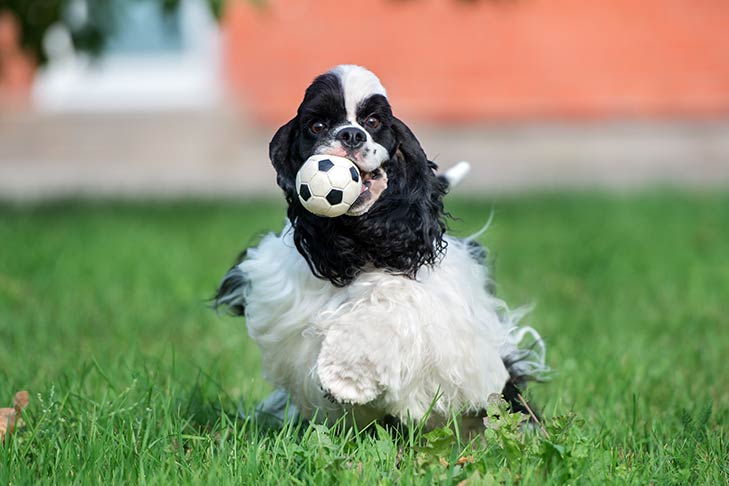 Cocker Spaniel fetching a ball in the yard.