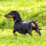 Dachshund standing in the park off leash.