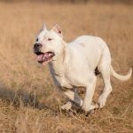 Dogo Argentino running in a field in the fall.