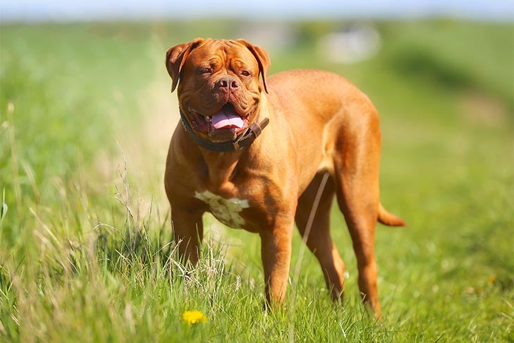 Dogue de Bordeaux standing in a field in the sunshine.