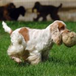 English Cocker Spaniel playing with a ball outdoors.