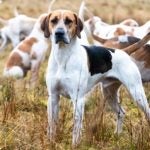 English Foxhound standing in a field with a pack.