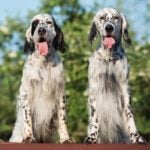 English Setters together outdoors.