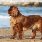 English Toy Spaniel standing in profile on the beach.
