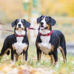 Entlebucher Mountain Dogs on leash standing in the park.
