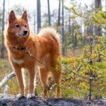 Finnish Spitz standing on a log in the forest.