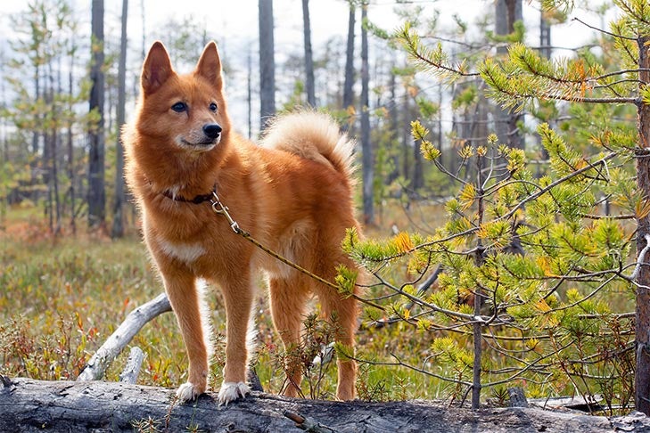 Finnish Spitz standing on a log in the forest.