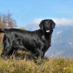 Flat-Coated Retriever standing in a mountainous landscape.