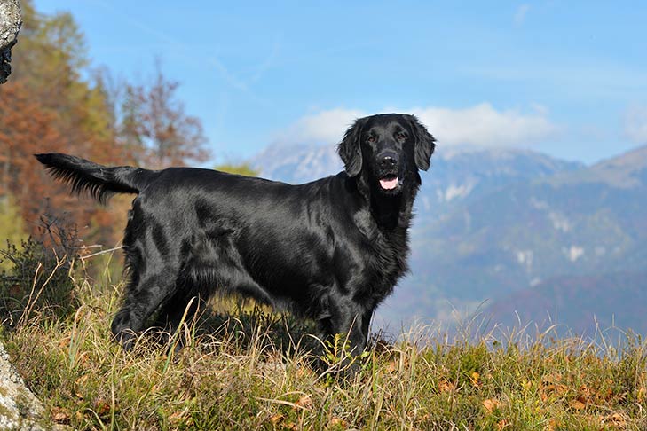 Flat-Coated Retriever standing in a mountainous landscape.