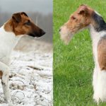 Fox Terriers, smooth on the left and wire on the right.