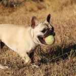 French Bulldog with a tennis ball in its mouth playing fetch.