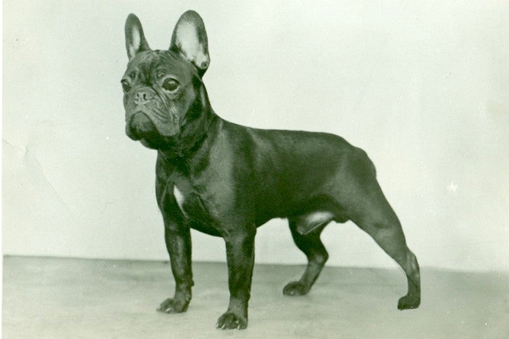 From Brothels to Royals: The Complicated Past of The French Bulldog