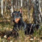 German Pinscher laying down in the forest.