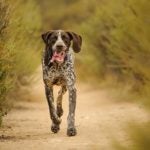 German Shorthaired Pointer running on a dirt path through brush.