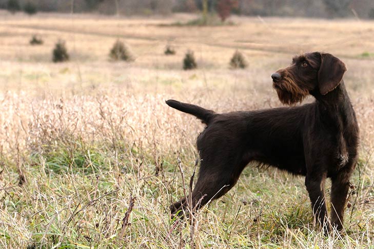 German Wirehaired Pointer standing in a field.