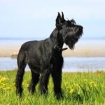 Giant Schnauzer standing in a field of flowers.