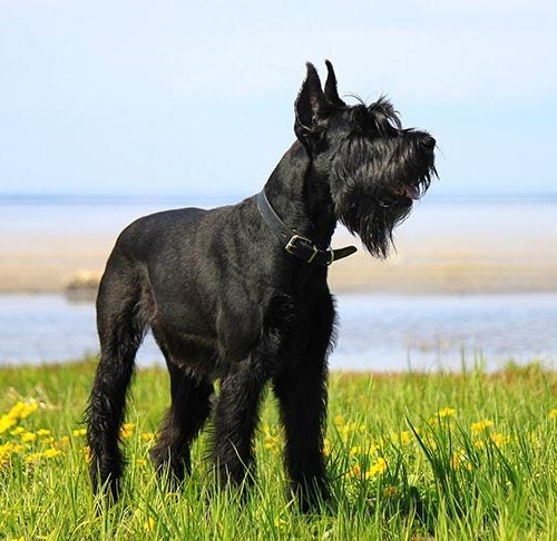Giant Schnauzer Facts: 10 Things to Know About Those Working Dogs