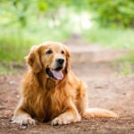 Golden Retriever laying down on a trail in the forest.