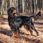 Gordon Setter standing in a forest in the fall.