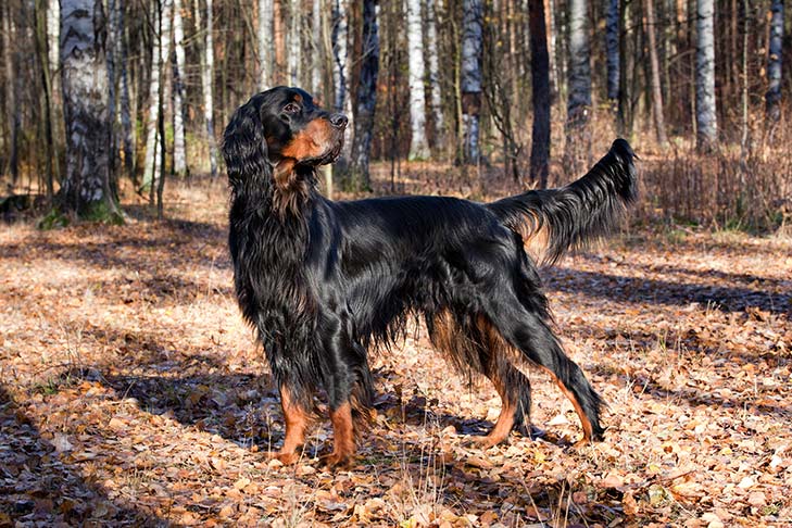 Gordon Setter standing in a forest in the fall.