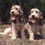 Two Grand Basset Griffon Vendeen side by side outdoors.