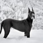 Great Dane playing in the snow.