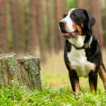 Greater Swiss Mountain Dog standing in the forest.