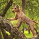 Irish Terrier exploring a tree in the park.