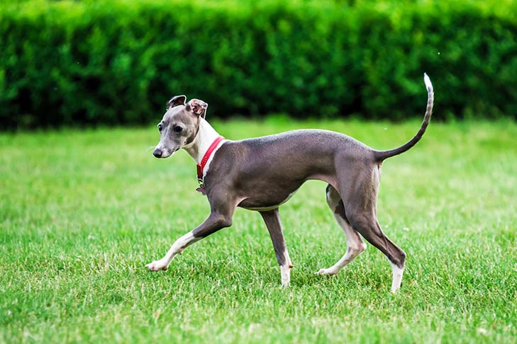 Italian Greyhound playing in the yard.