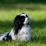 Japanese Chin sitting in the grass.