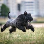 Kerry Blue Terrier running in a park.