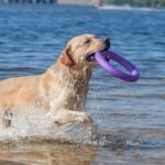 Yellow Labrador retriever playing in water with a ring toy.