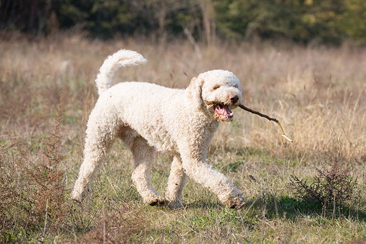 ​How to Remove a Tick from Your Dog – American Kennel Club