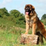 Leonberger perched on a log in a field.