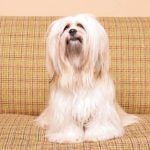 Lhasa Apso sitting on the couch.