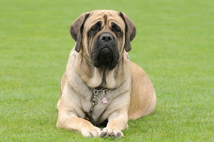 Mastiff laying down in the grass.