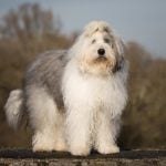 Old English Sheepdog standing outdoors.